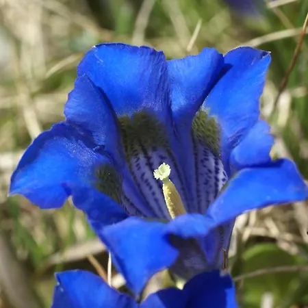 Chasa Al Battaporta *