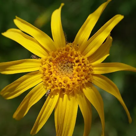 Chasa Al Battaporta * Tschierv