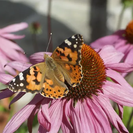 Chasa Al Battaporta *