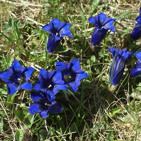 Hotel Chasa Al Battaporta