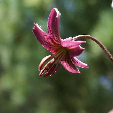 Chasa Al Battaporta Hotel *