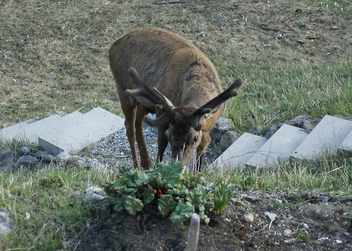 Hotel Chasa Al Battaporta