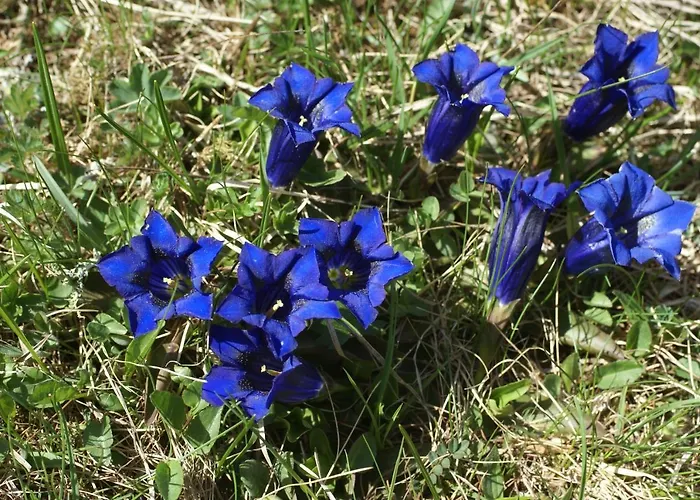 Hotel Chasa Al Battaporta