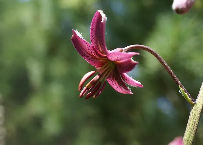 Chasa Al Battaporta Hotel *