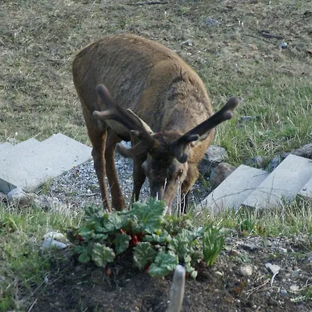 Hotel Chasa Al Battaporta