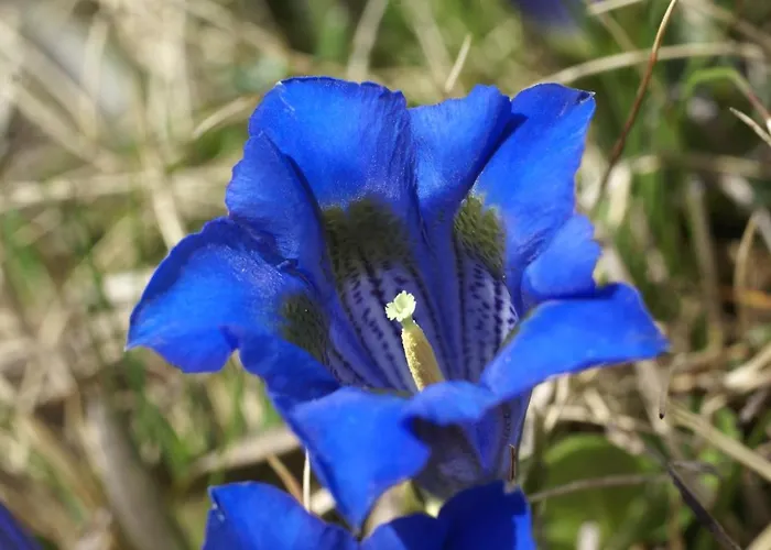 Chasa Al Battaporta *