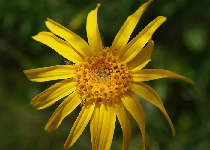 Chasa Al Battaporta * Tschierv